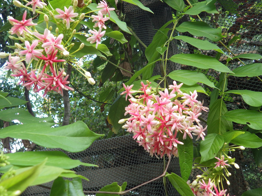 Jungle zoo-高龙必去景点