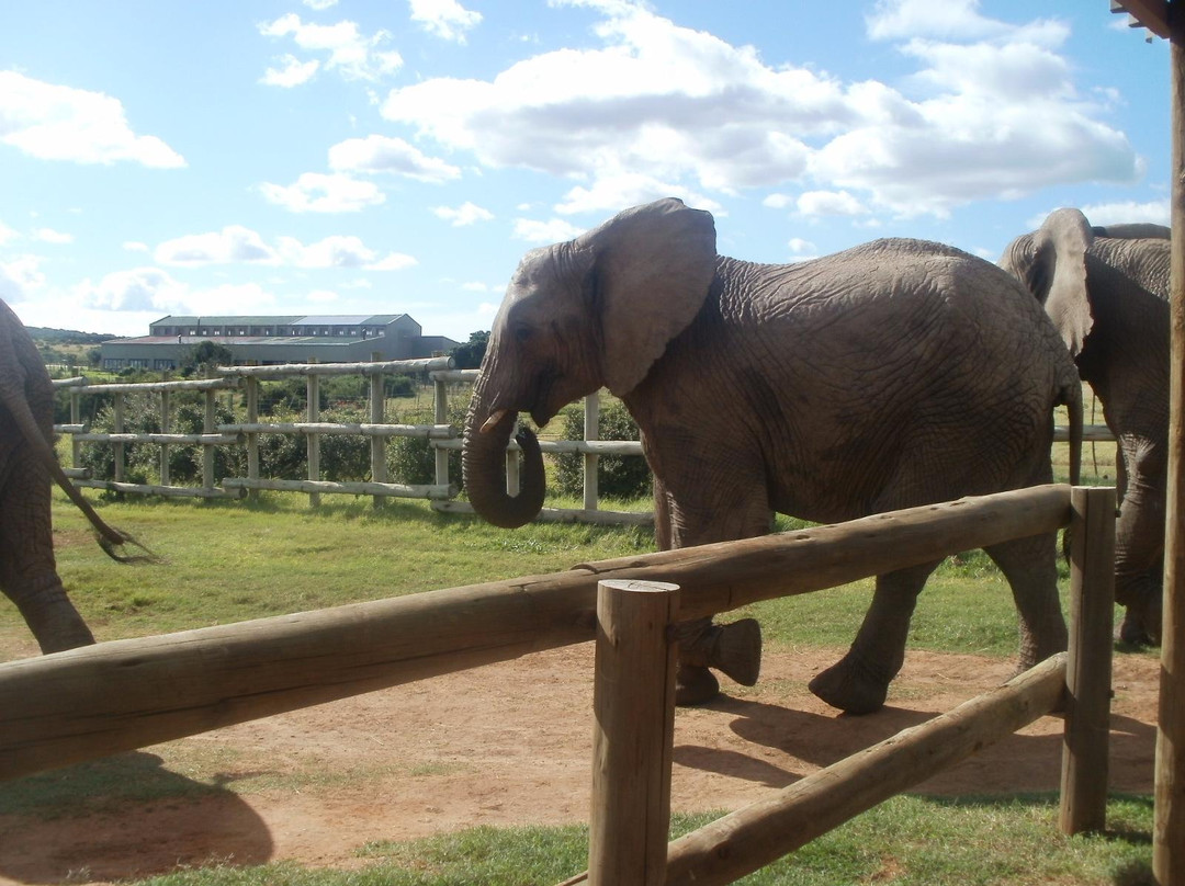 Kwantu Elephant Sanctuary-格拉罕镇必去景点