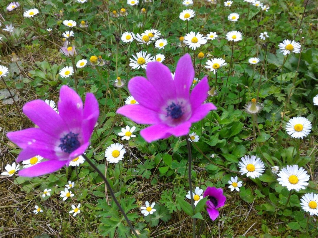 Park of Loutra Ipatis-Loutra Ipatis必去景点