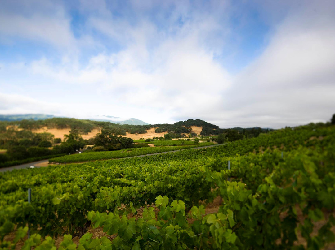 Arrowood Vineyard & Winery景点图片