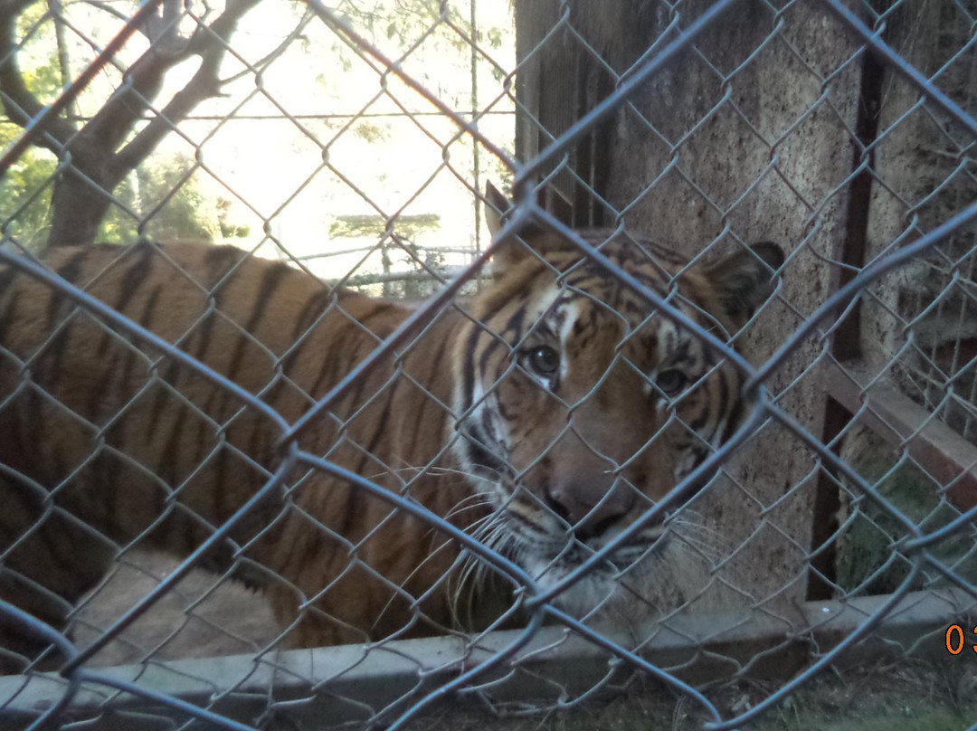 Zoologico de Quilpue景点图片