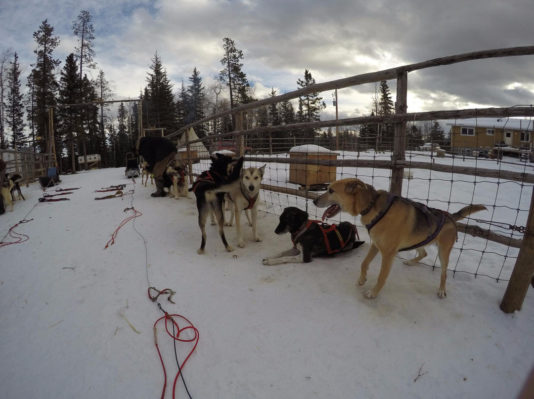 Dog Sled Tours.ca景点图片
