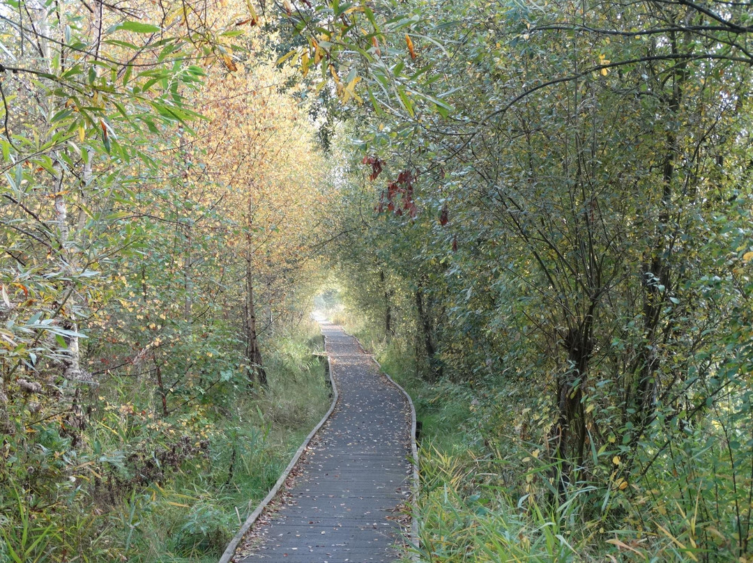 Lattersey Local Nature Reserve景点图片