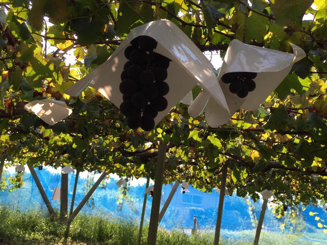 Misaka Farm Grape House-笛吹市必去景点