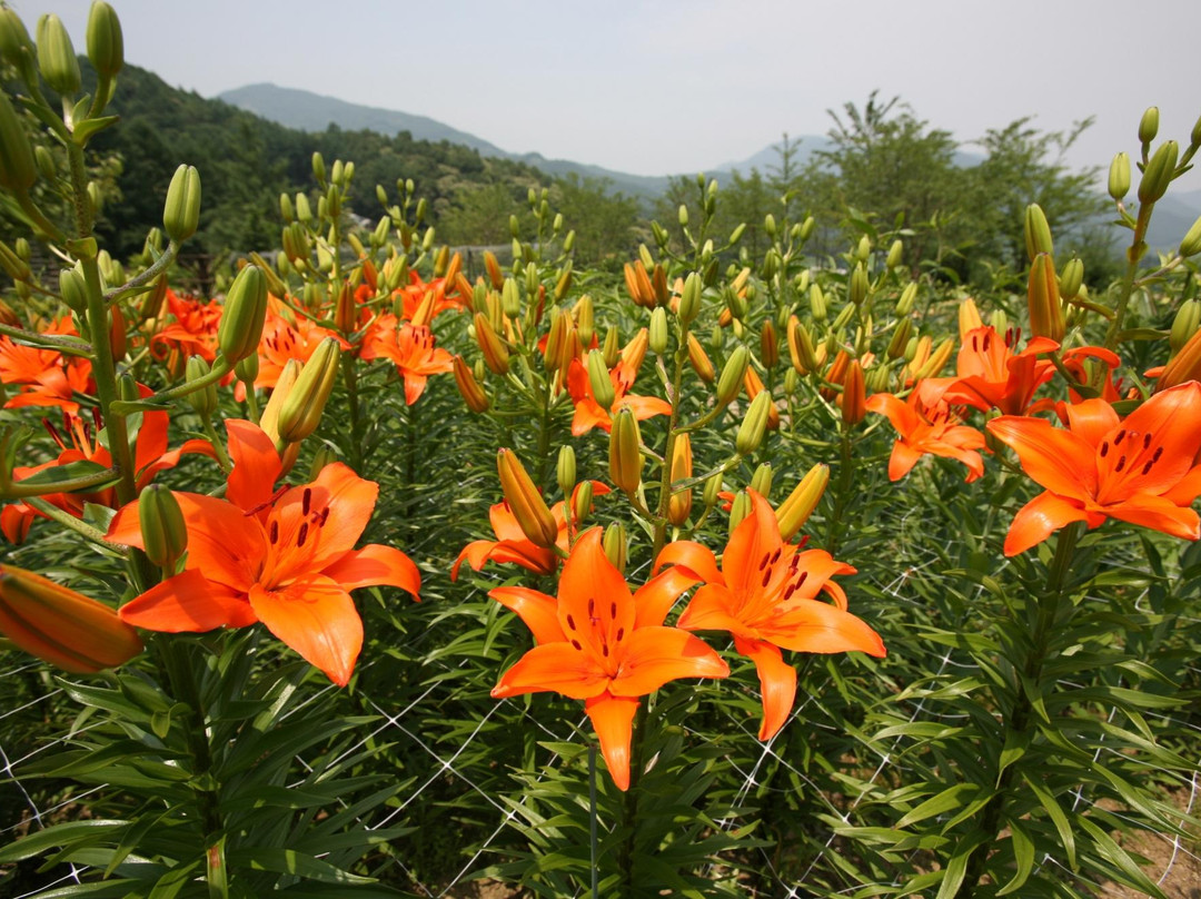 Haeyeorim Botanical Garden-骊州郡必去景点