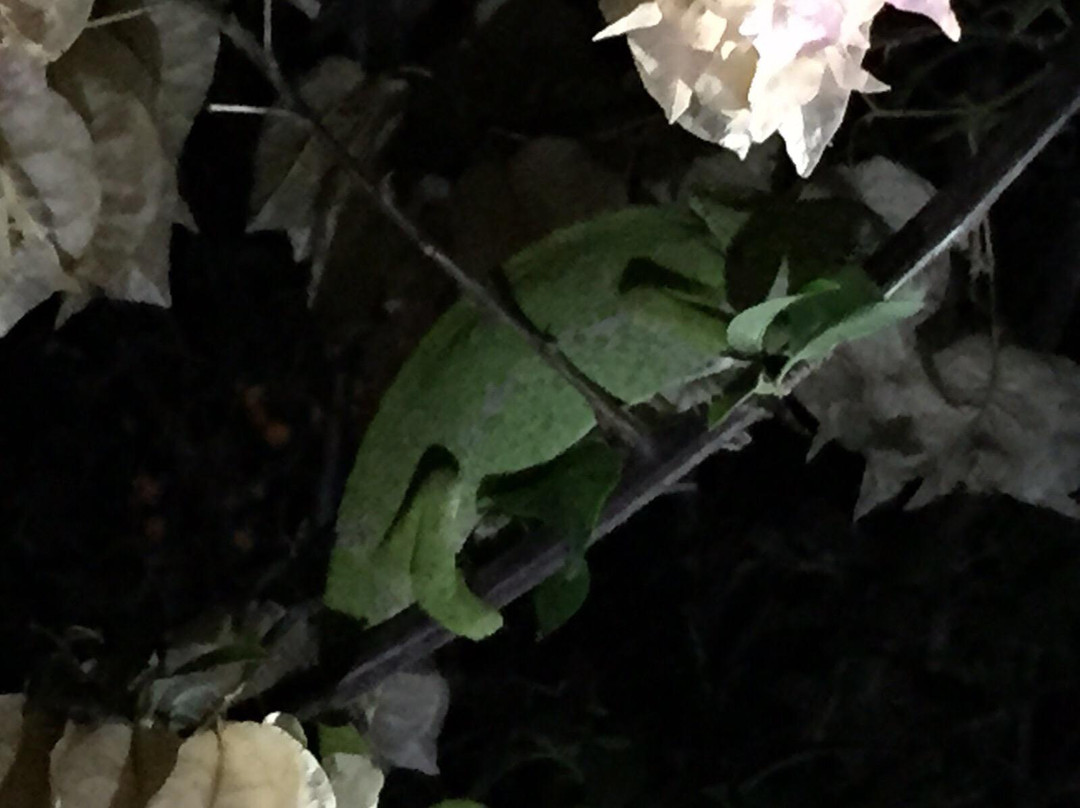 Jardín Botanico Celestino Mutis-罗塔必去景点
