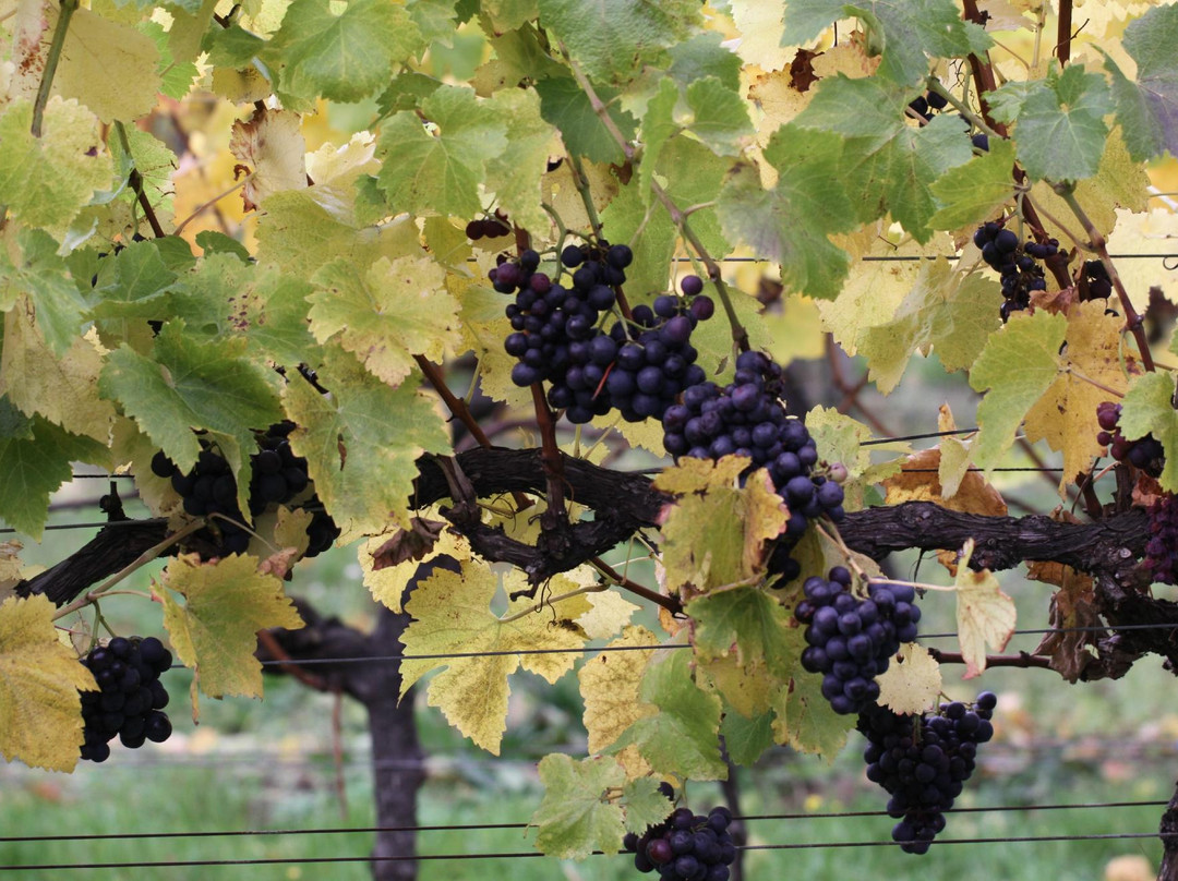 Bothy Vineyard-罗契斯特必去景点