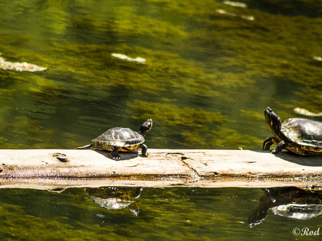 East Setauket Pond Park-East Setauket必去景点