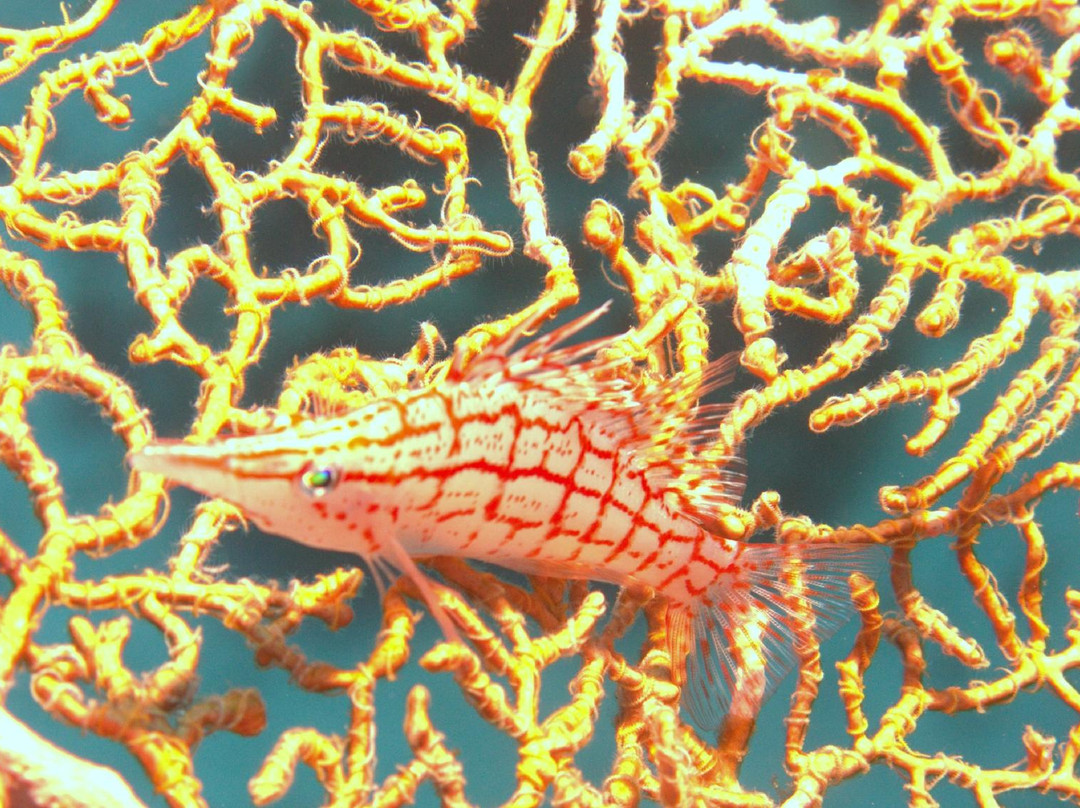 Extra Divers Dahab-达哈卜必去景点