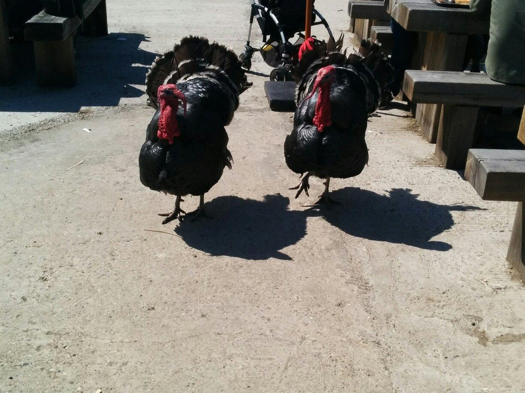 Brooks Farm-伦敦必去景点