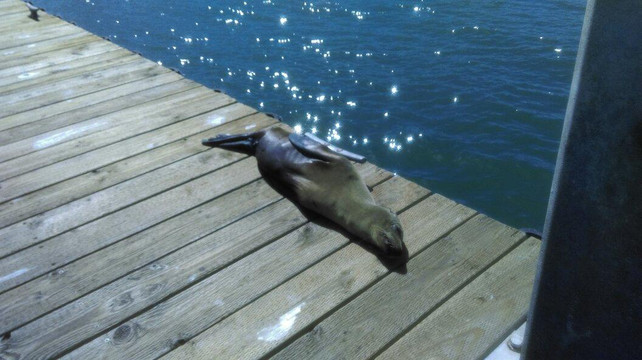 The Coronado Ferry Landing-科罗纳多必去景点