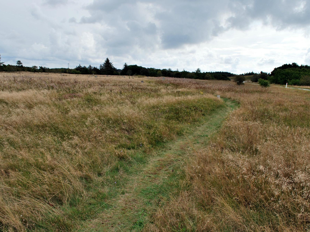 Tømmerby Vikingegravplads景点图片