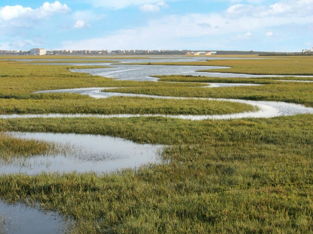 Seal Beach National Wildlife Refuge景点图片