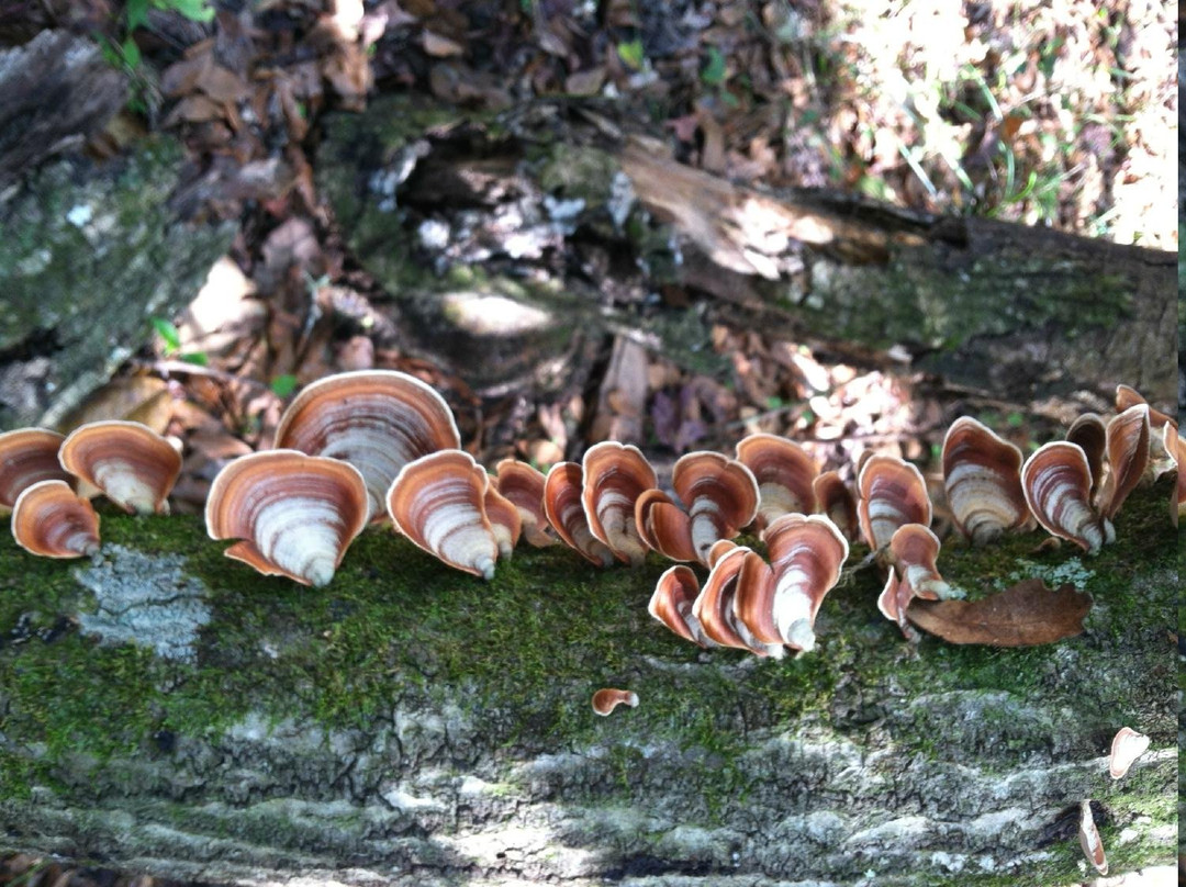 Withlacoochee State Forest景点图片