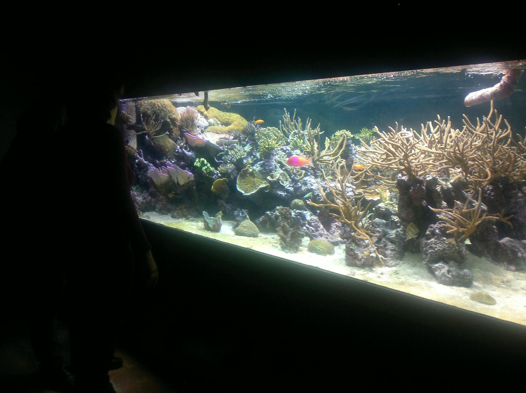 Acuario de la Universidad de Murcia-穆尔西亚必去景点