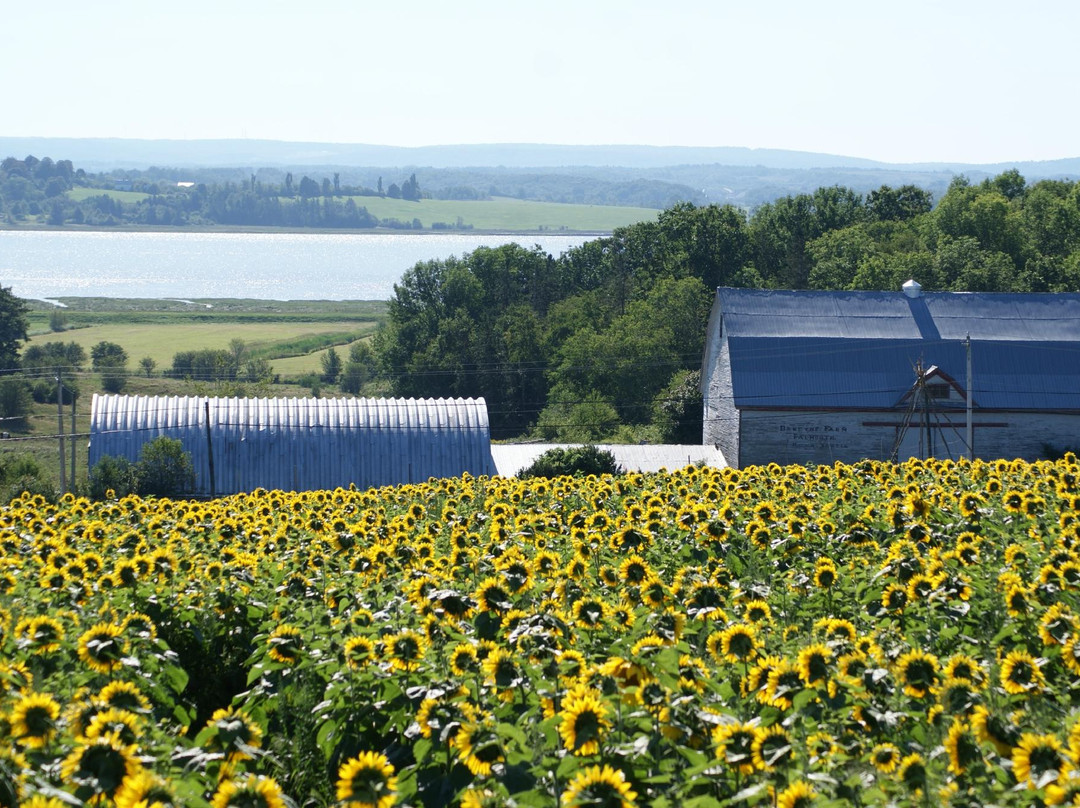 Dakeyne Farm-Falmouth必去景点