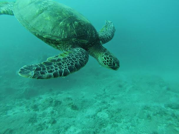 Maui Kayak Adventures-基黑必去景点