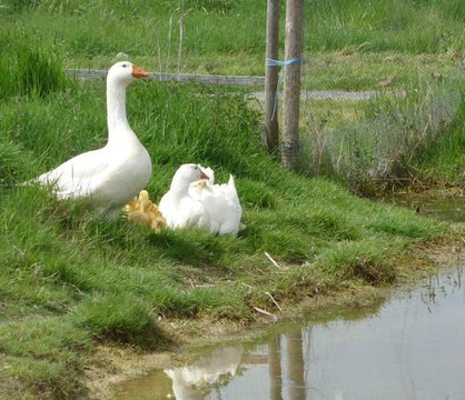 Saint-Senoch旅游攻略图片