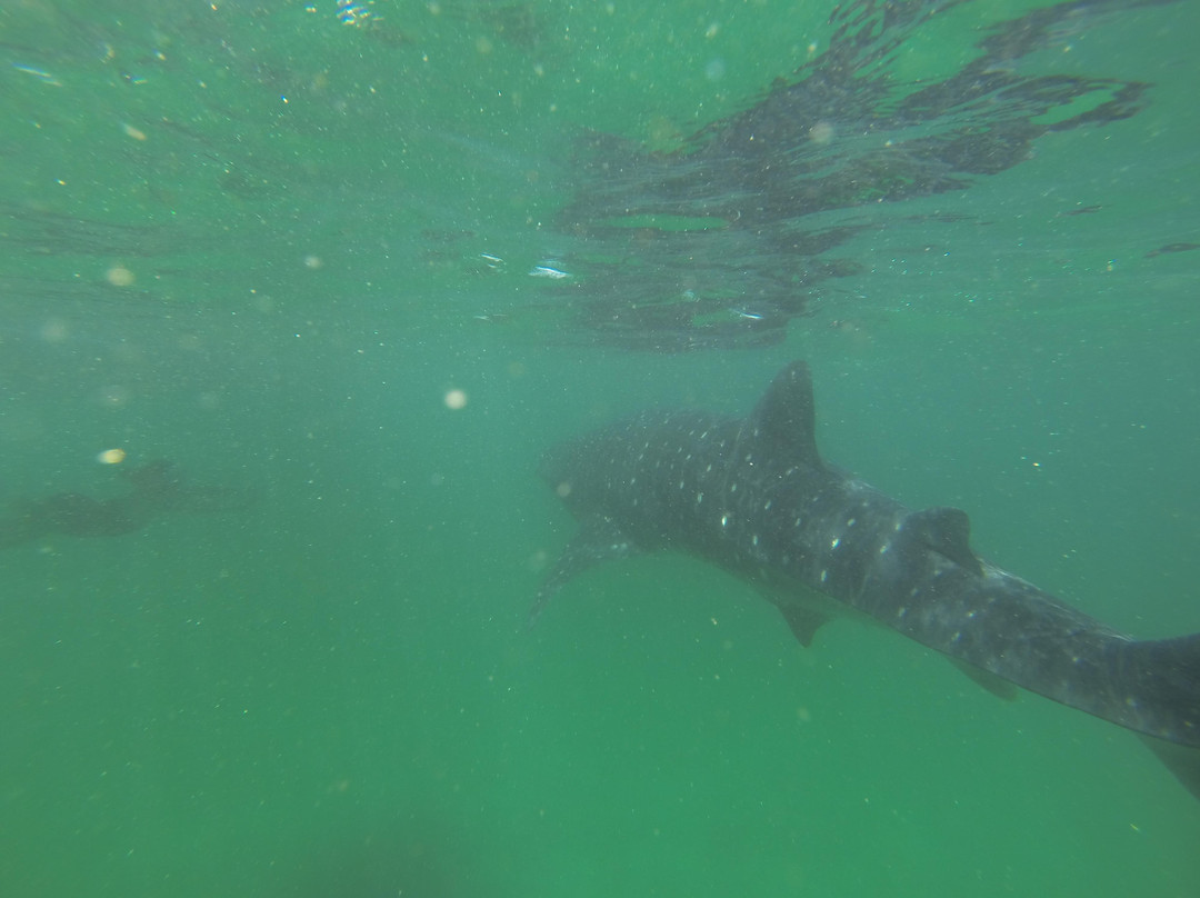 Ricardo's Diving Tours景点图片