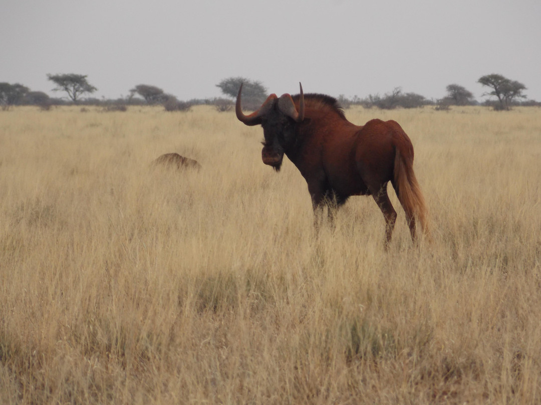 Mokala National Park-金伯利必去景点