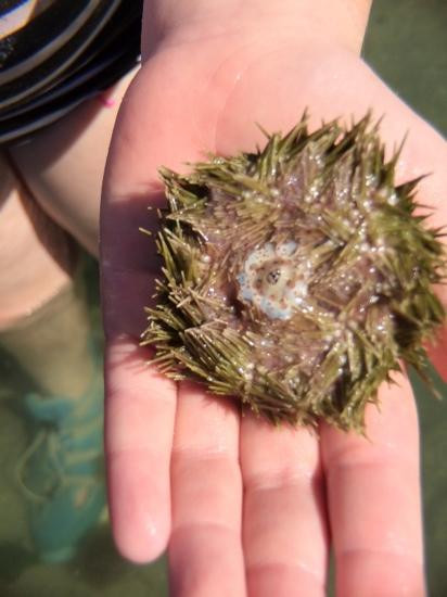 Mansons Landing Provincial Park-Mansons Landing必去景点