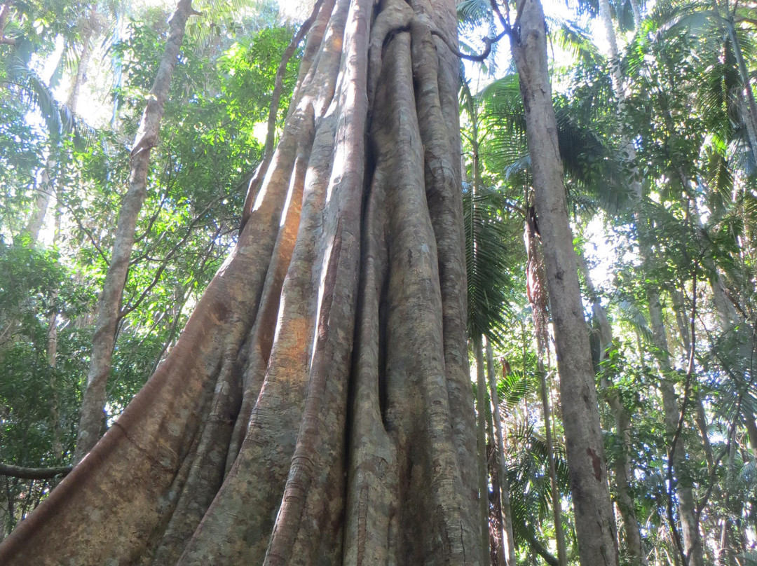 Mapleton Falls National Park景点图片