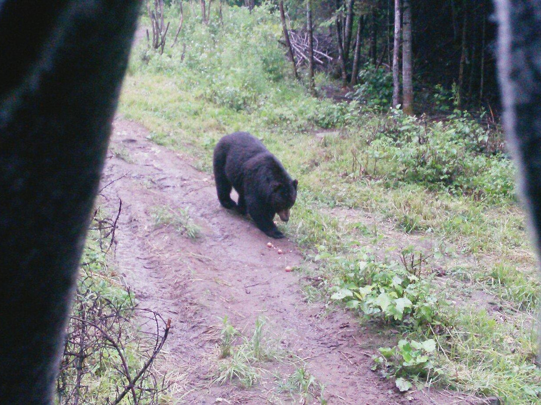Observation de l'Ours Noir景点图片