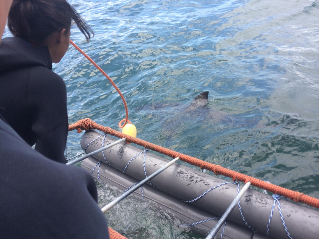 White Shark Safaris-干斯拜必去景点