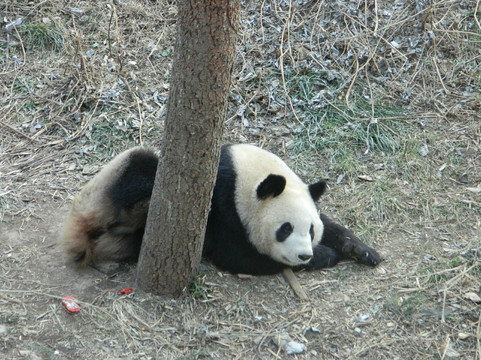 红山森林动物园-南京市必去景点
