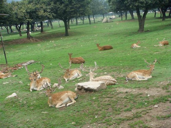 秦岭野生动物园-西安市必去景点