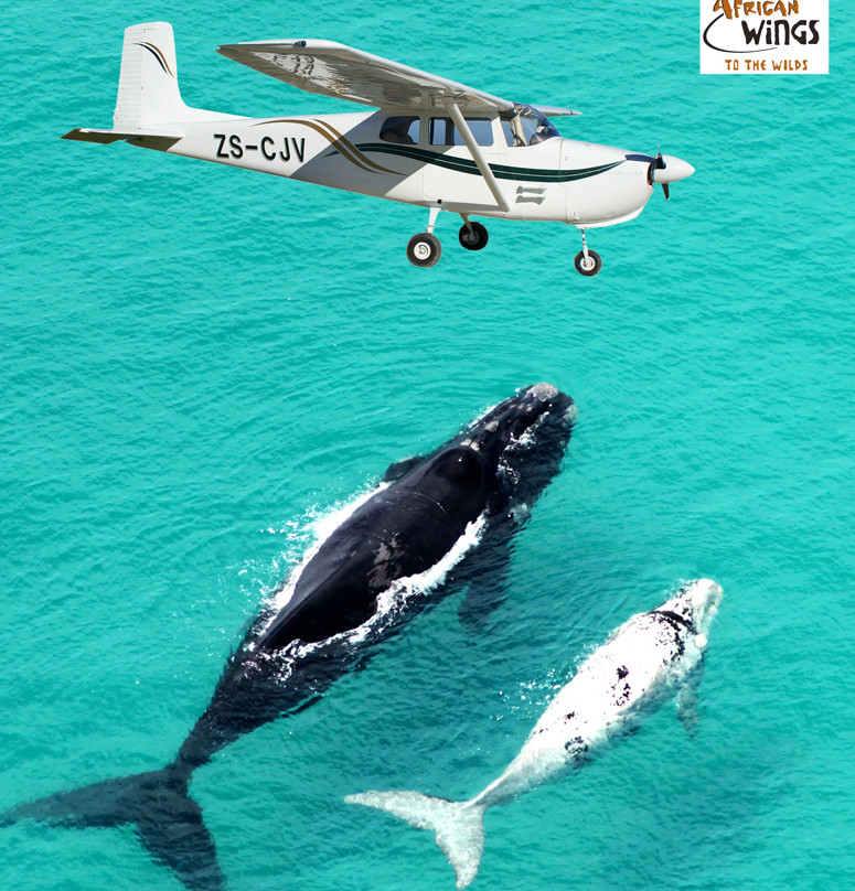 African Wings - Day Trips-卡里登必去景点