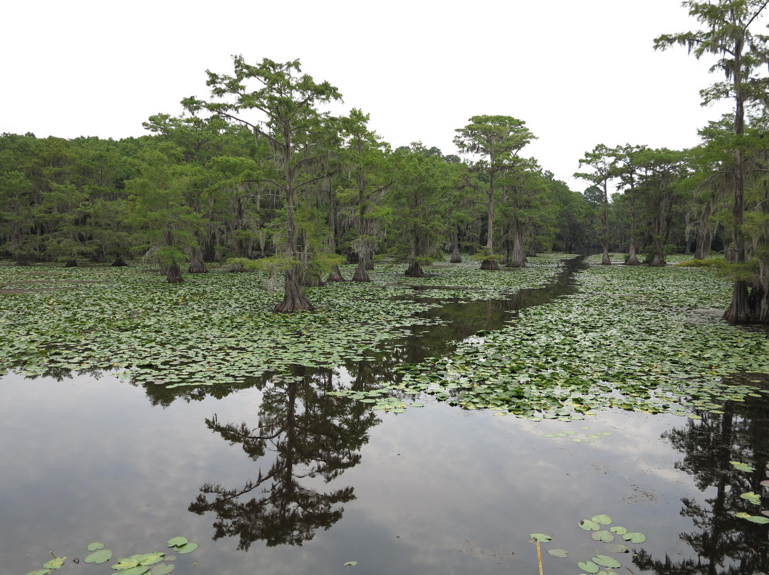 Caddo Lake State Park-Karnack必去景点