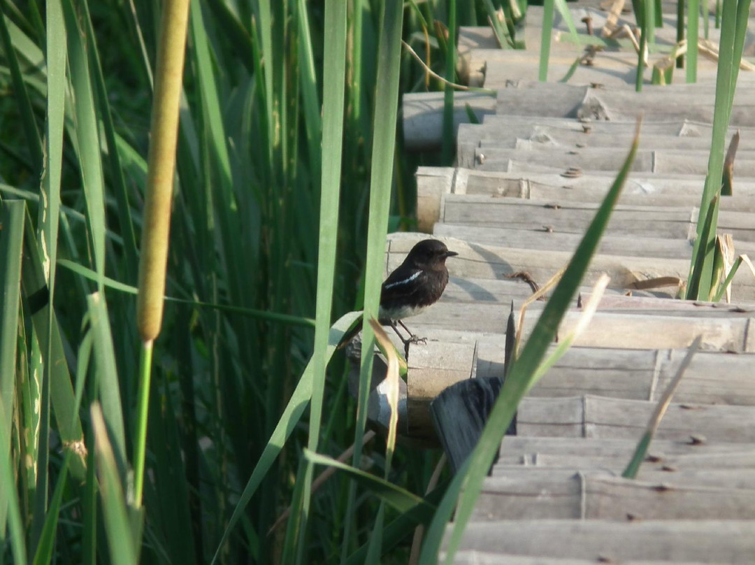 Okhla Bird Sanctuary-诺伊达必去景点