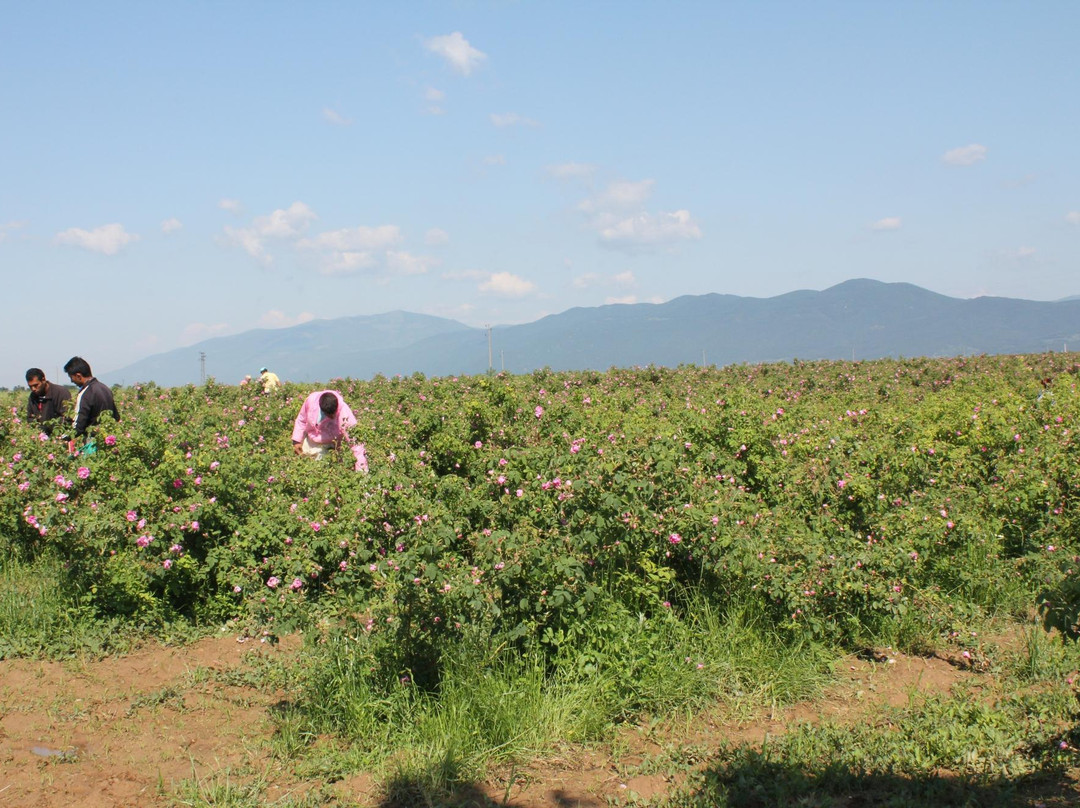 Little Rose Fields-Panicherevo必去景点
