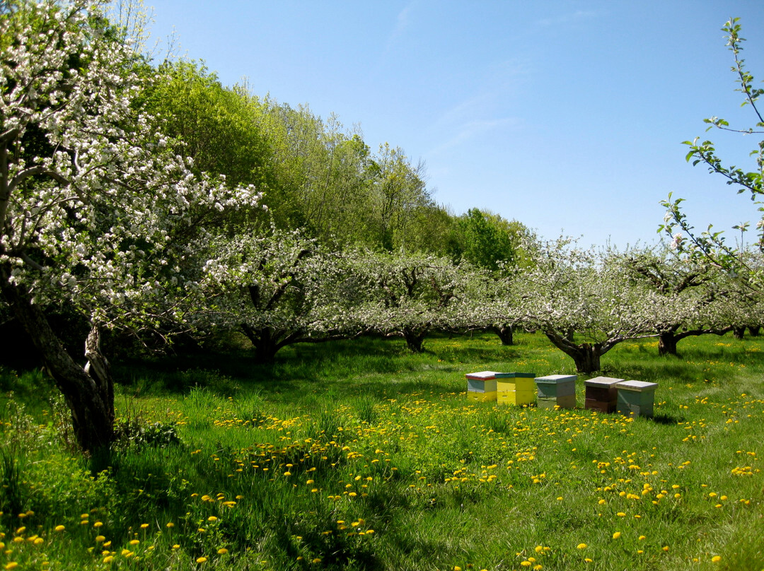 Mendon Mountain Orchards Motel主图
