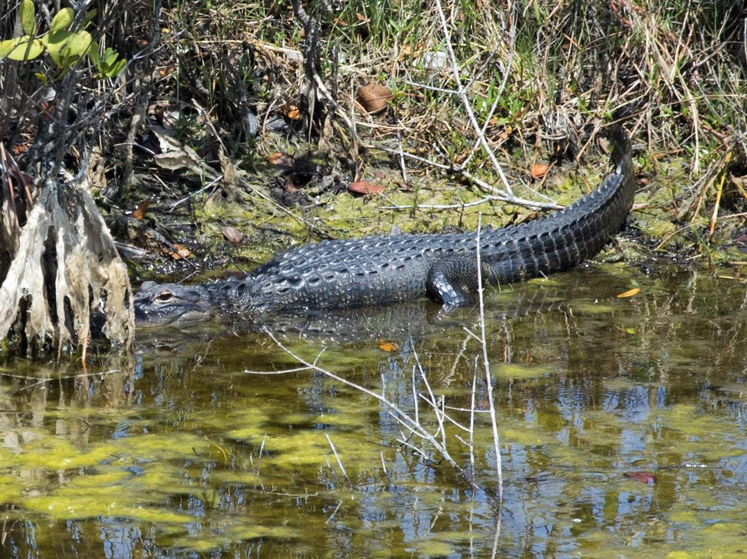 Black Point Wildlife Drive景点图片