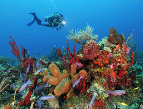 Puerto Aventuras Water Sports-阿范特拉斯港必去景点