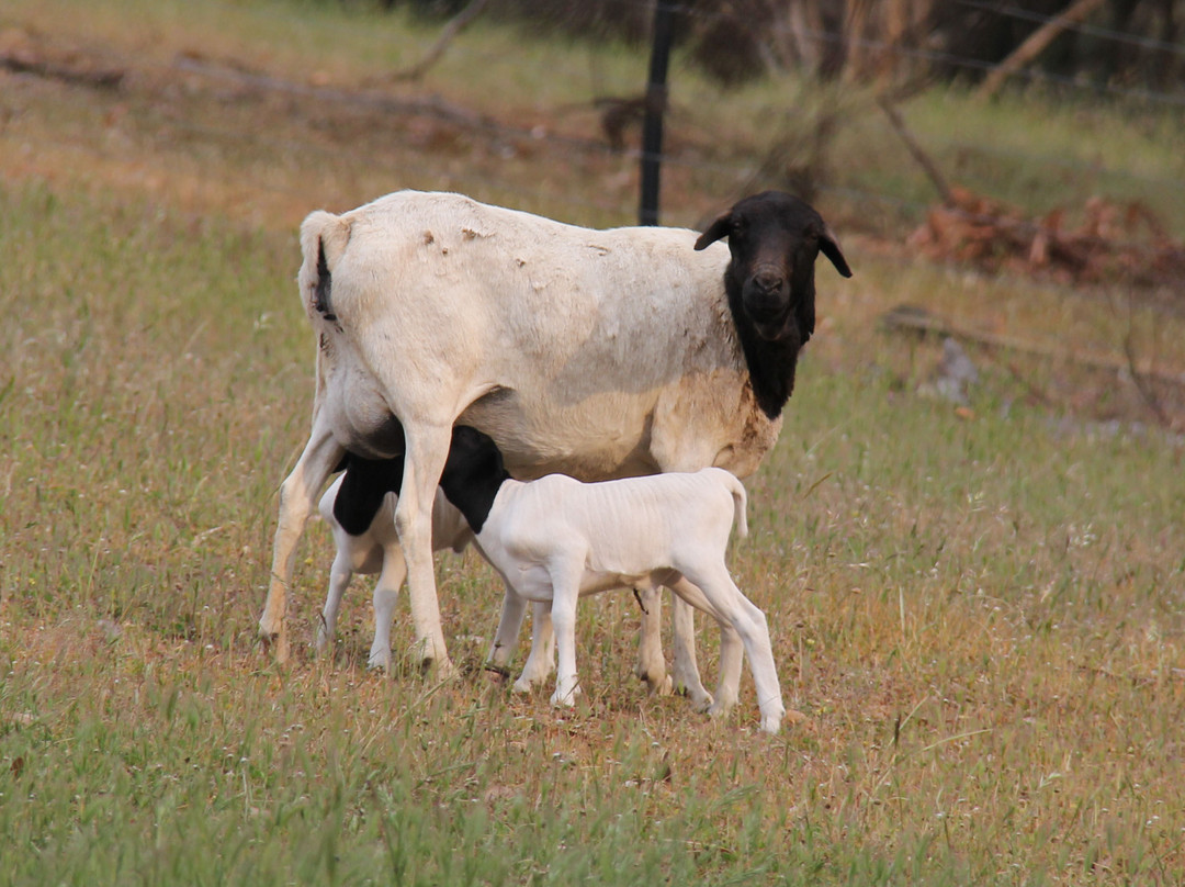 Will's Rare Breeds Farm-Stokes Bay必去景点