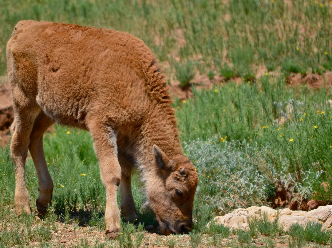 Exotic Resort Zoo, Inc.-Johnson City必去景点