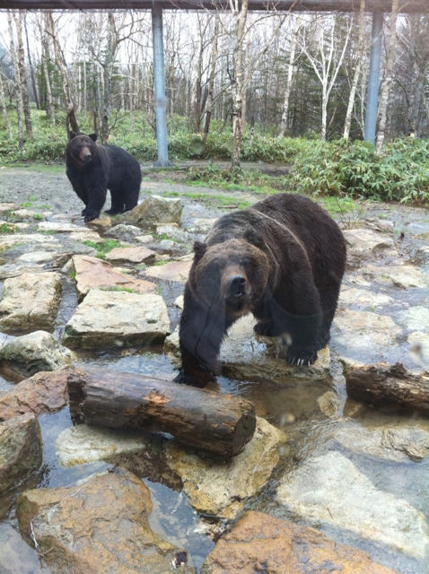 Bear Mountain Sahoro-新得町必去景点