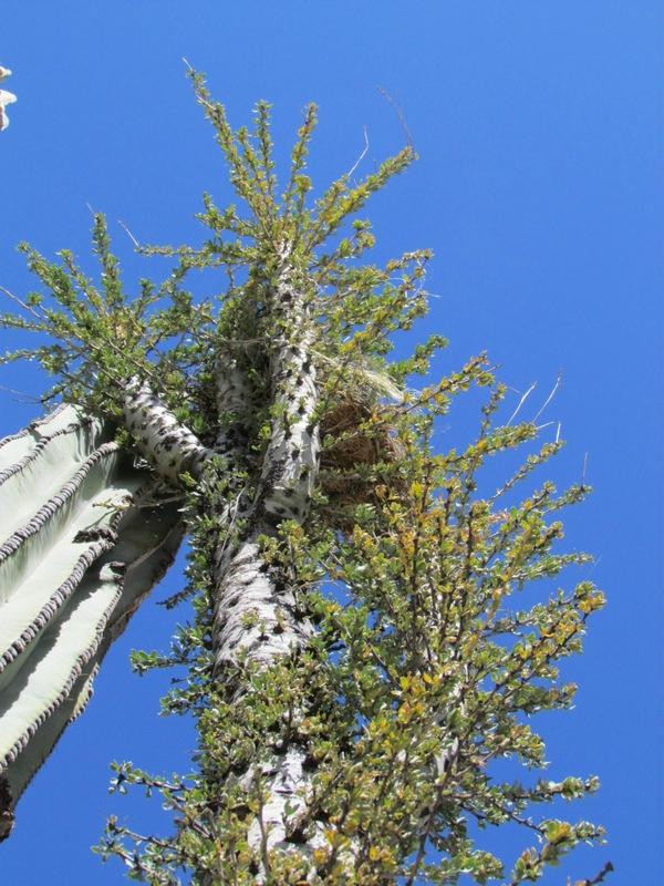 Desert Inn Catavina主图