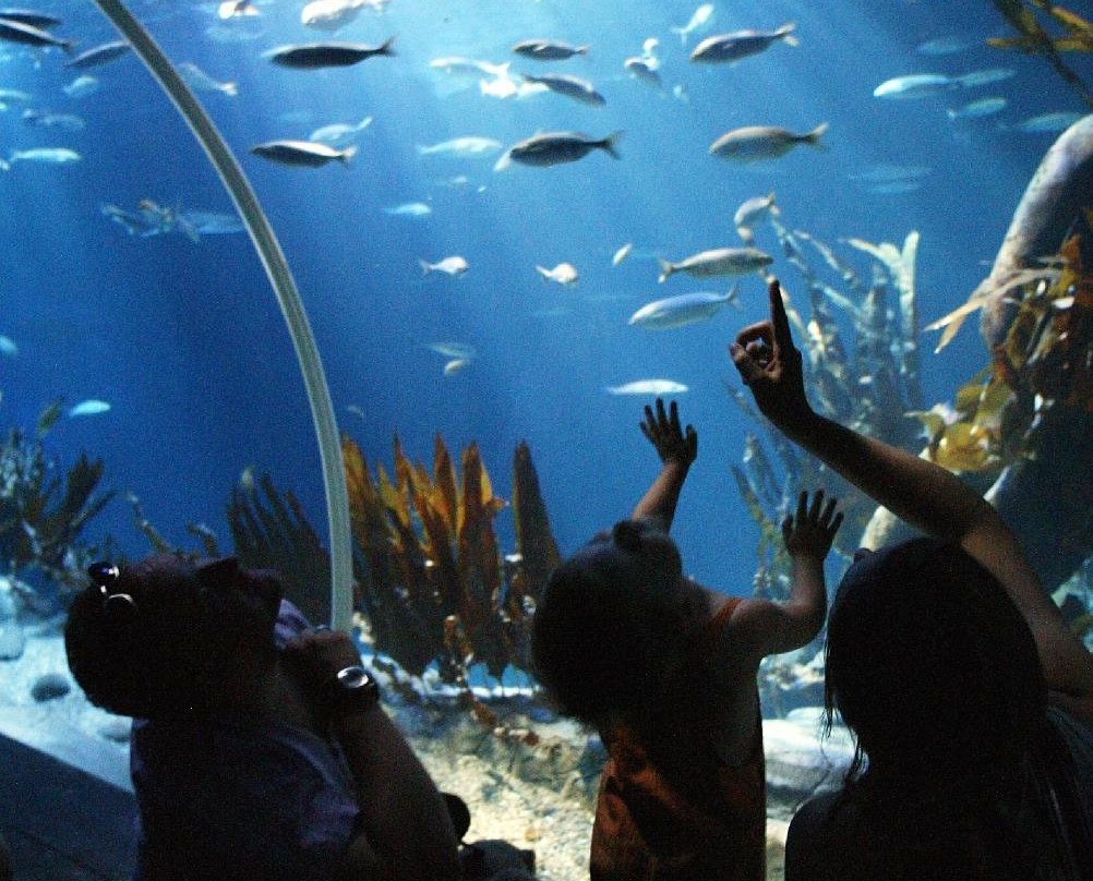 SEA LIFE Grapevine-葡萄藤必去景点