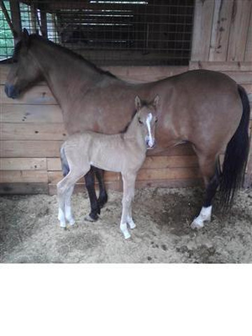 Hacienda la Pecosa: Paso Fino Show Horses-Bethlehem必去景点