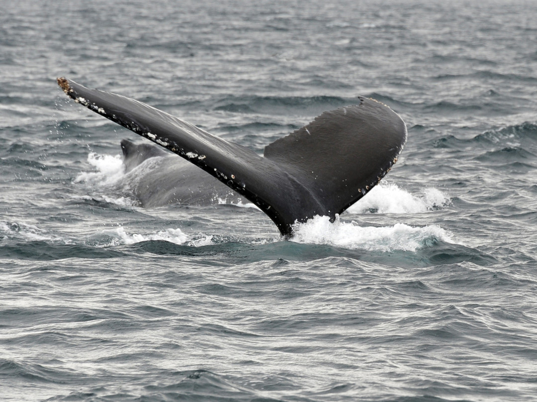 Coal Point Seafoods-荷马必去景点