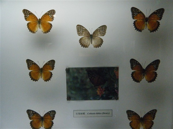 蝴蝶谷-三亚市必去景点