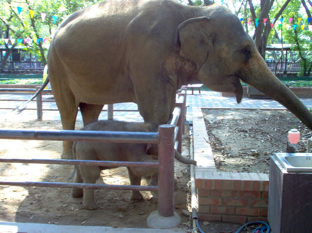 Samphran Elephant Ground & Zoo-佛统必去景点