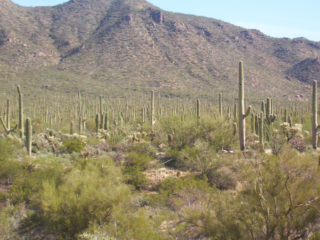 亚利桑那索诺拉沙漠博物馆-图森必去景点