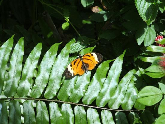 西礁岛蝴蝶自然温室-基韦斯特必去景点