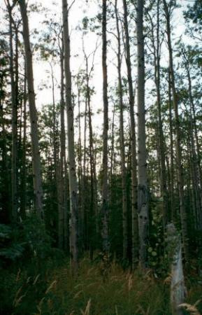 Crescent Lake Hiking Trail-Cooper Landing必去景点