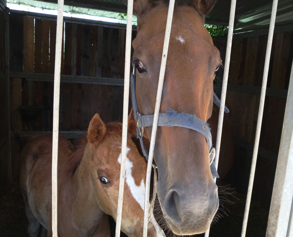 Centro Equestre San Giorgio-Arcinazzo Romano必去景点